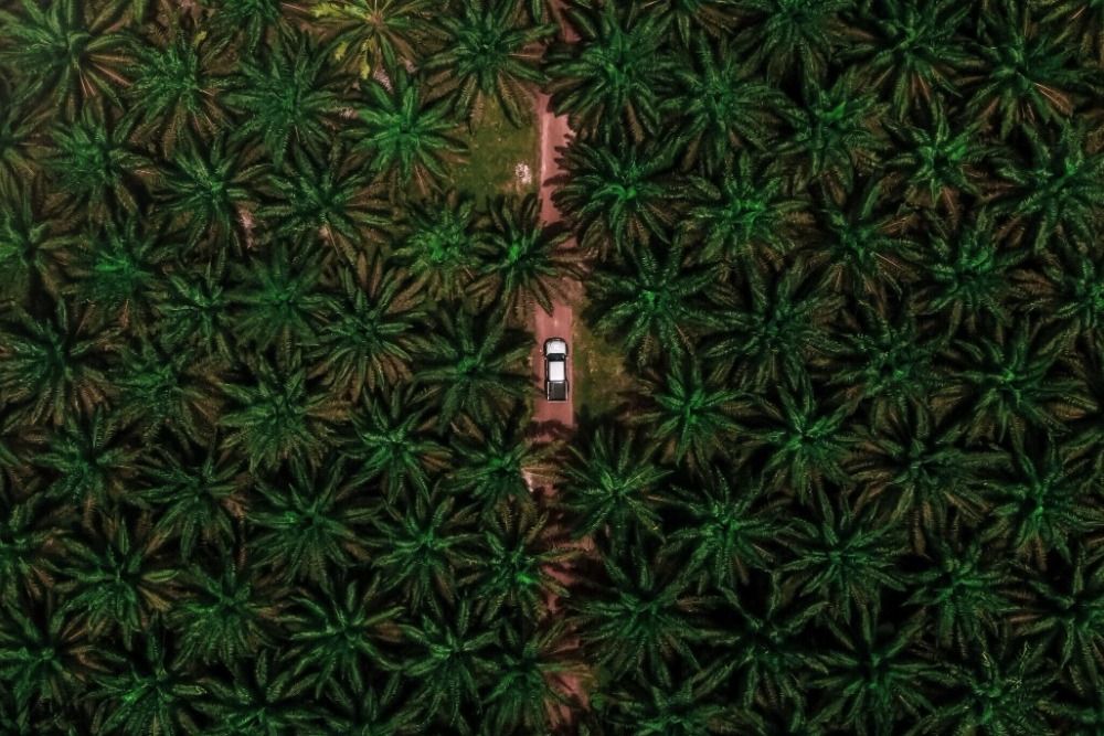 Agricultural Commodity Supply Chains: Trade, Consumption and Deforestation