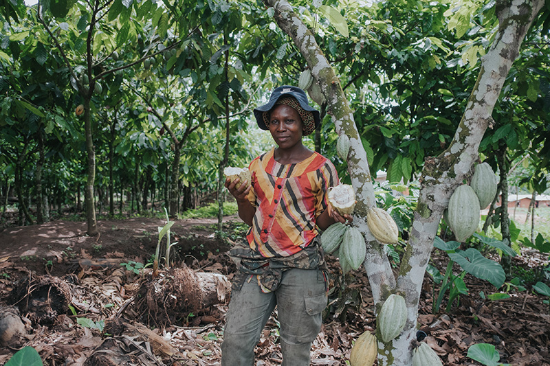 Cocoa Management System in Ghana: Best Practices for Smallholder Inclusion