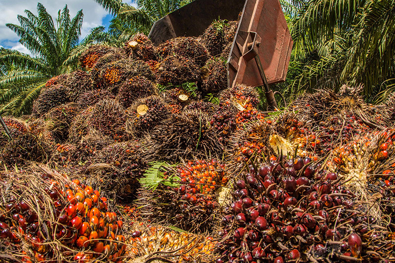 Malaysia’s Palm Oil Traceability: A Single National System for Markets and Smallholders