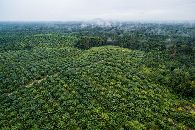 From Old Trees to Higher Yields: Replanting that Works for Indonesian Smallholders