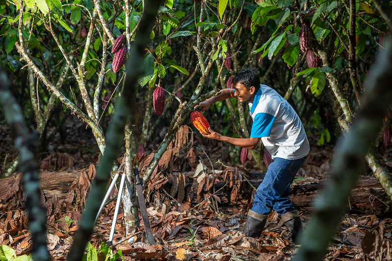 Planting for Proof: Peru’s Forestry Incentives Programme