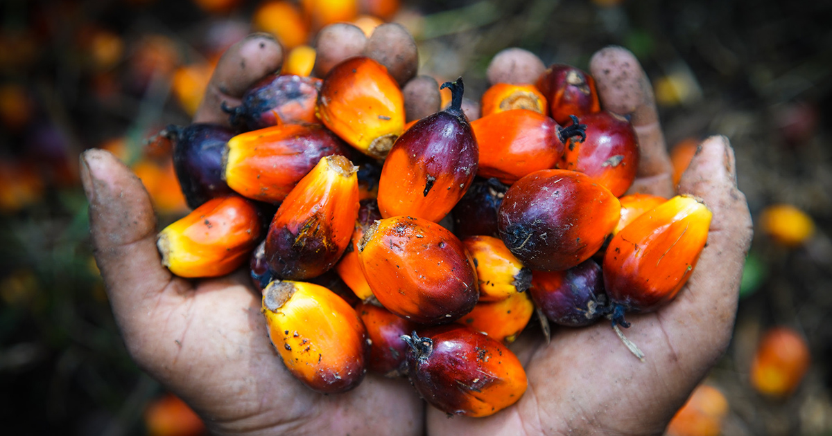 FACT DIALOGUE at COP 30: 5 years of the FACT Dialogue – Catalysing Sustainable Commodity Trade for Climate, Nature and Livelihood
