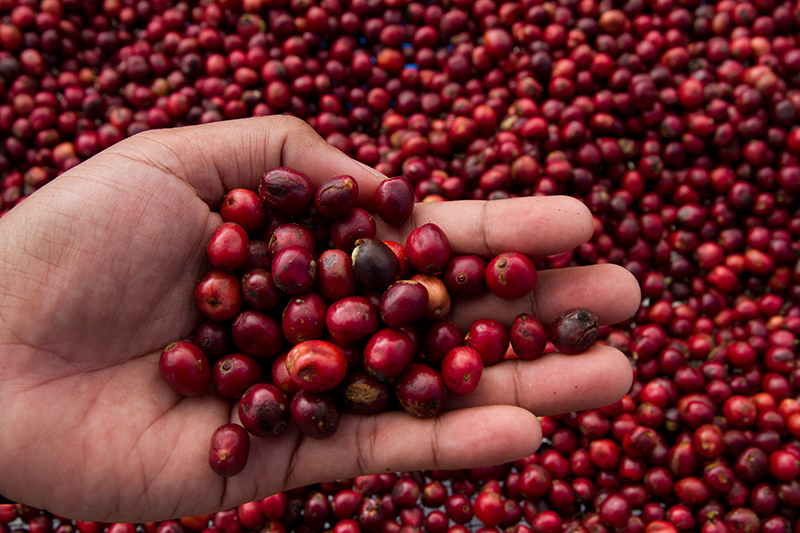 Germany’s ForestGuard cooperation: Building deforestation-free supply chains through open-source software and traceability partnerships