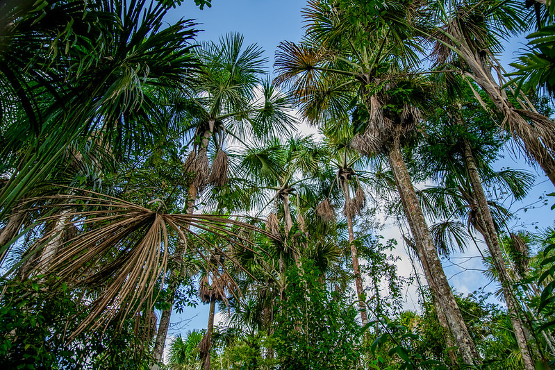 Brazil’s national productive forests programme: Best practices for smallholder inclusion