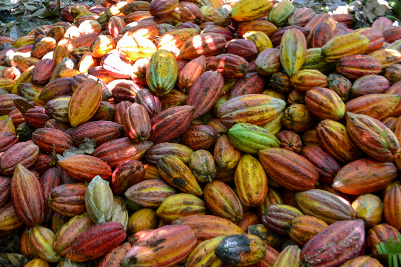 Netherlands Action Plan for Continuity and Sustainability of International Agrofood Chains: Best Practices for Smallholder Inclusion